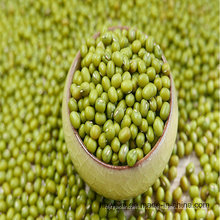 Green Mung Bean 2016 Crop Supply Taille différente